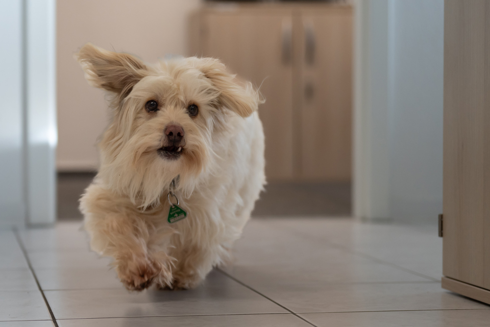 Hund, Overath, Steuerberater Michael Gheno